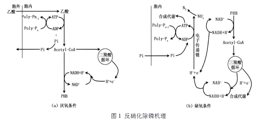 污水處理反硝化除磷機理